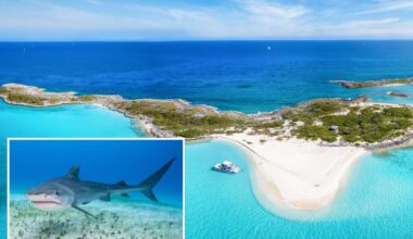 American boy, 12, attacked by shark while swimming at Bahamas resort