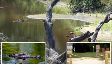 Boyfriend desperately tried to save hiker, 31, as massive alligator ripped her apart in three feet of water