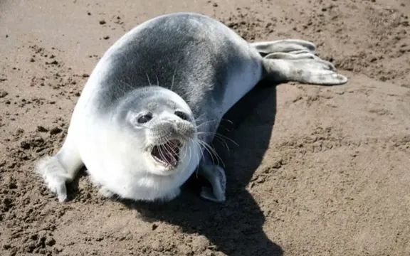 File photo shows a Caspian seal resting on a sandy shoreline. (Undated)