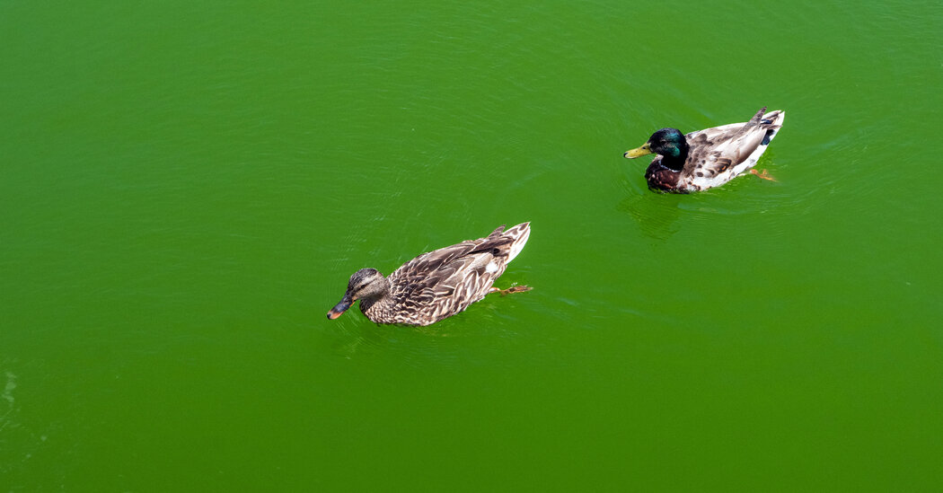 Algae Is Turning the Reflecting Pool Green. Again.