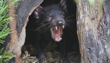 There's a Tasmanian Devil on the Loose