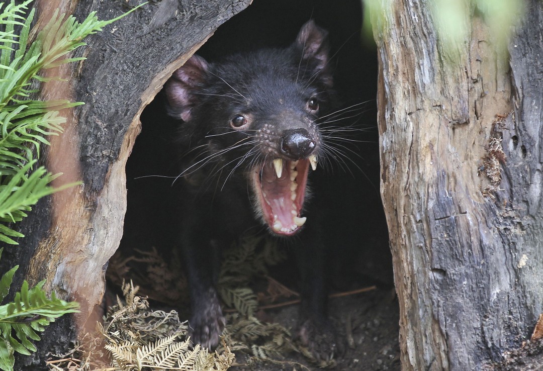 There's a Tasmanian Devil on the Loose
