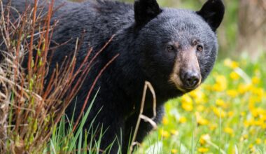 Bear That Caused Mass School Closures Is Captured