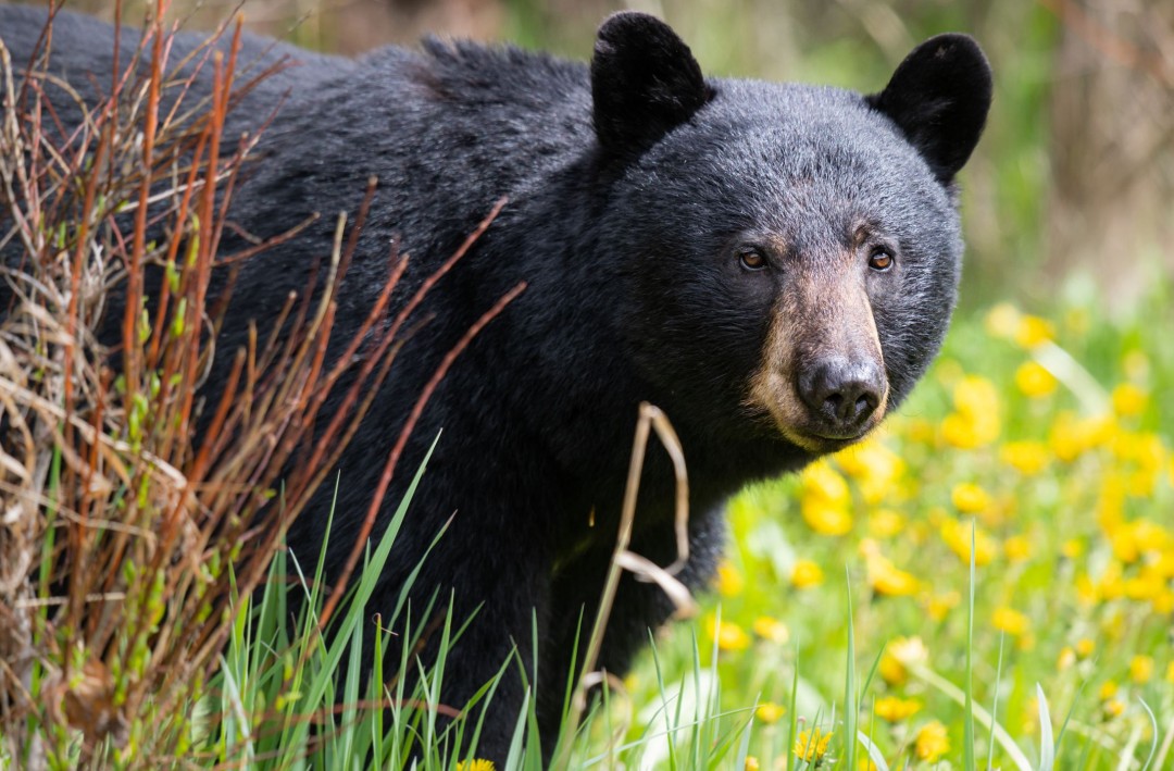 Bear That Caused Mass School Closures Is Captured