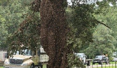 After Truck Overturns, a 'Heavy Presence of Bees'