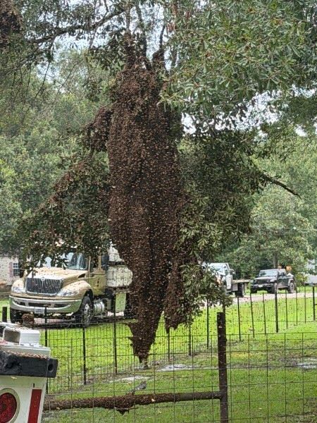 After Truck Overturns, a 'Heavy Presence of Bees'