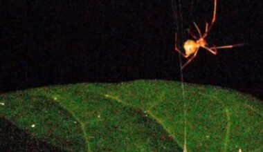 Spider Creates Nature's Most Powerful Catapult