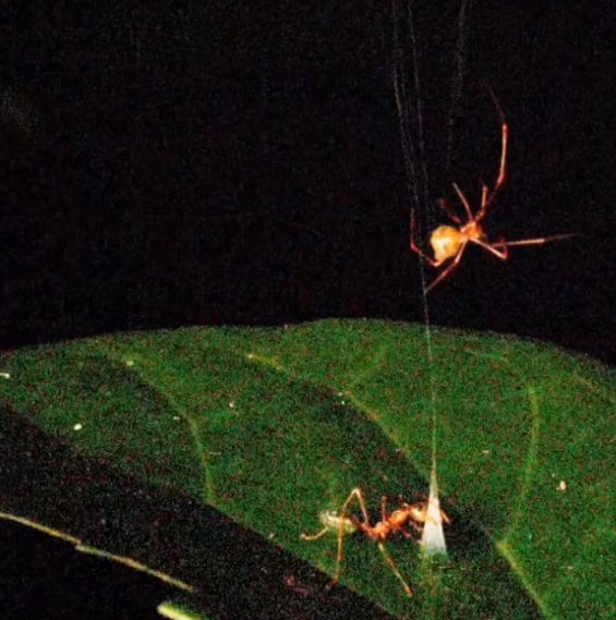 Spider Creates Nature's Most Powerful Catapult
