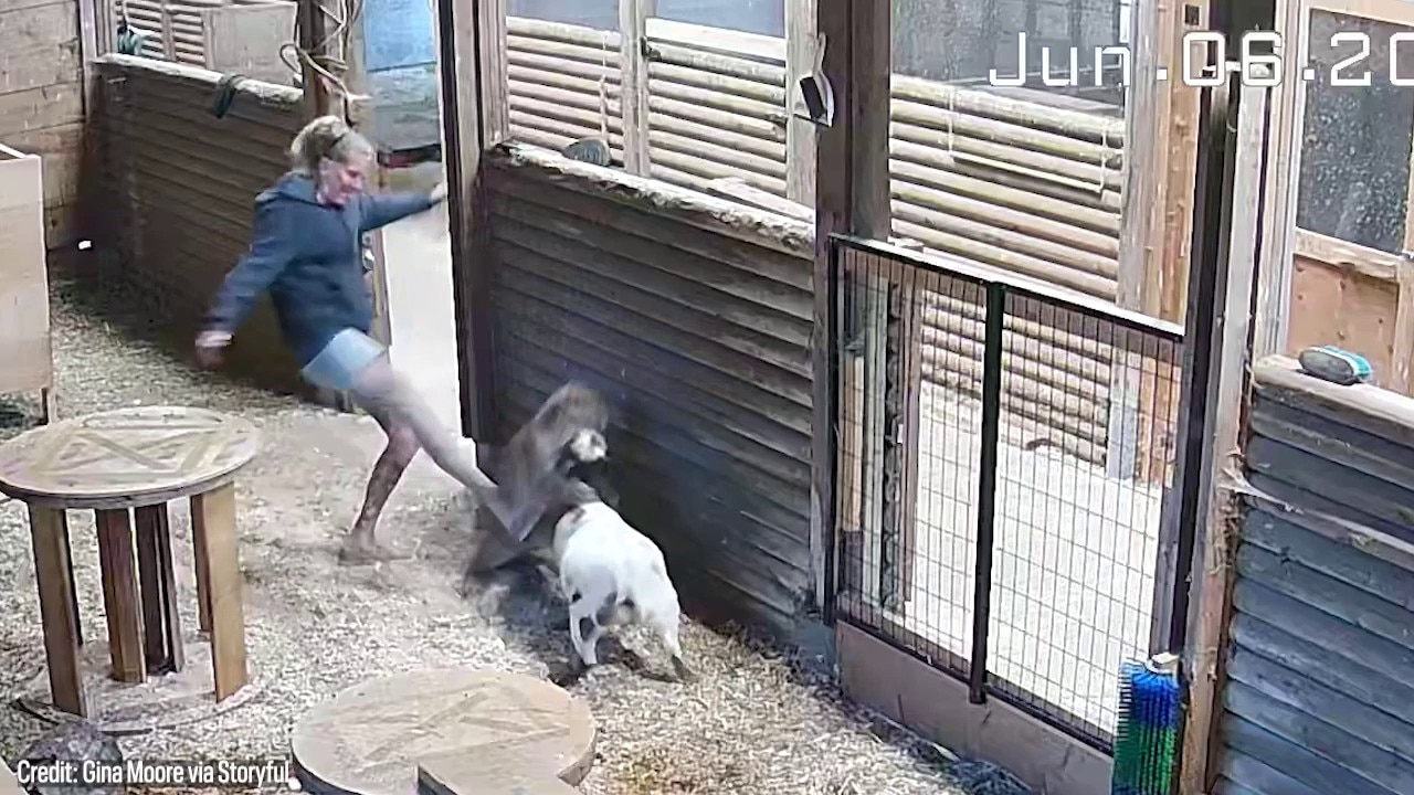 Woman stops cougar attacking her goat with one swift kick