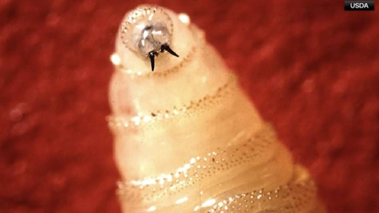 Idaho sets animal entry requirements following ﻿New World screwworm detection