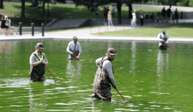 Lincoln Memorial Reflecting Pool Is Now Green: 4 Possible Reasons