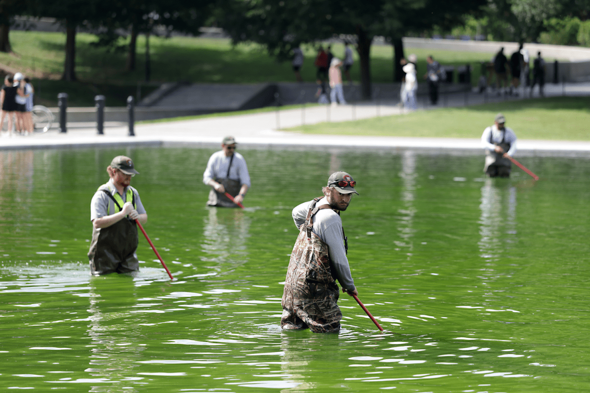 Lincoln Memorial Reflecting Pool Is Now Green: 4 Possible Reasons