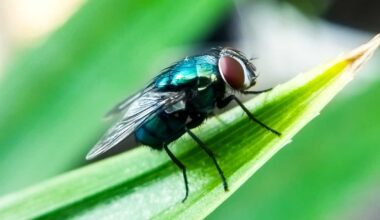 Pa. issues quarantine order after New World screwworm cases confirmed in U.S.
