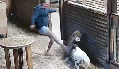Watch this brave woman fight off a cougar to save her dwarf goat