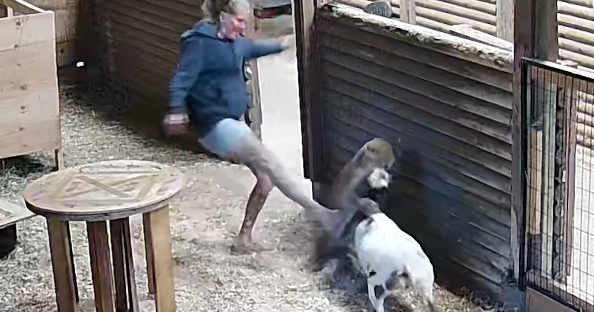 Watch this brave woman fight off a cougar to save her dwarf goat