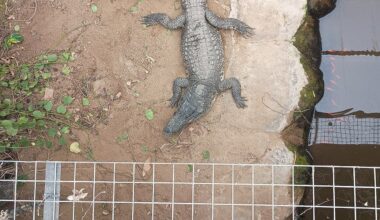 Man charged with forcing boy into zoo crocodile enclosure released on bail