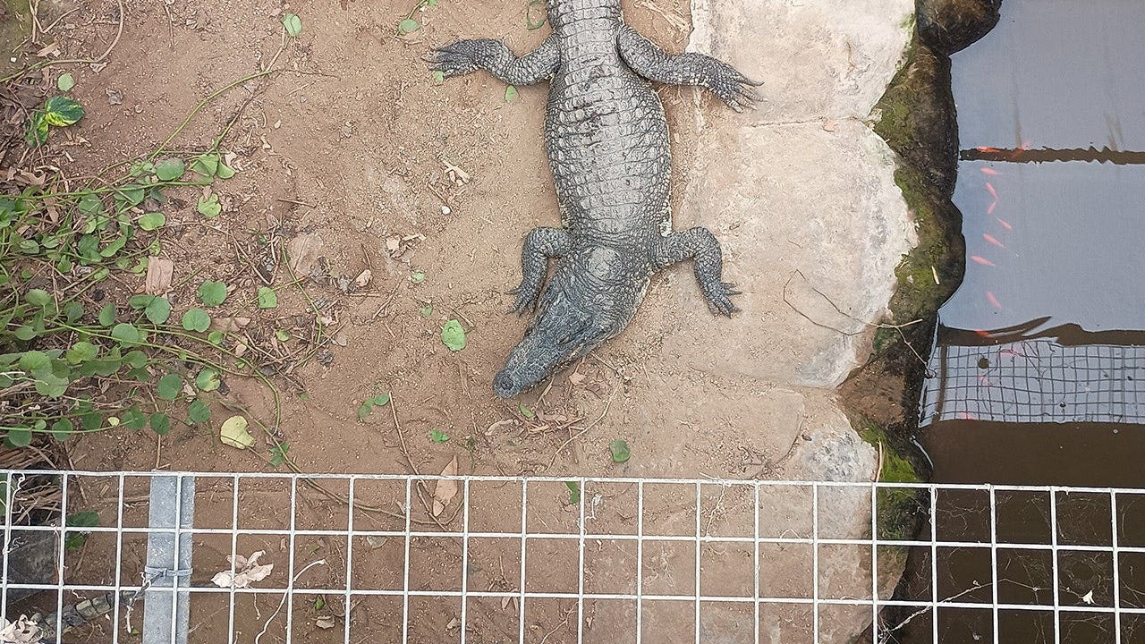 Man charged with forcing boy into zoo crocodile enclosure released on bail