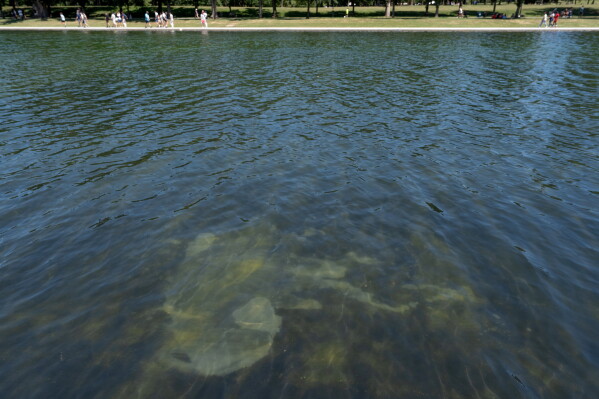 A peeling section of blue coating is seen in the Lincoln Memorial Reflecting Pool, Saturday, June 20, 2026, in Washington. (AP Photo/Mark Schiefelbein)