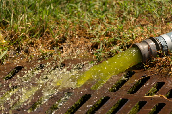 Water from a vacuum line being used by National Park Service employees to clean the Lincoln Memorial Reflecting Pool pours into a nearby drain, Saturday, June 20, 2026, in Washington. (AP Photo/Mark Schiefelbein)