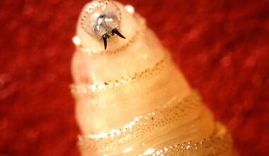 Everything you need to know about a flesh-eating parasite spreading in the US