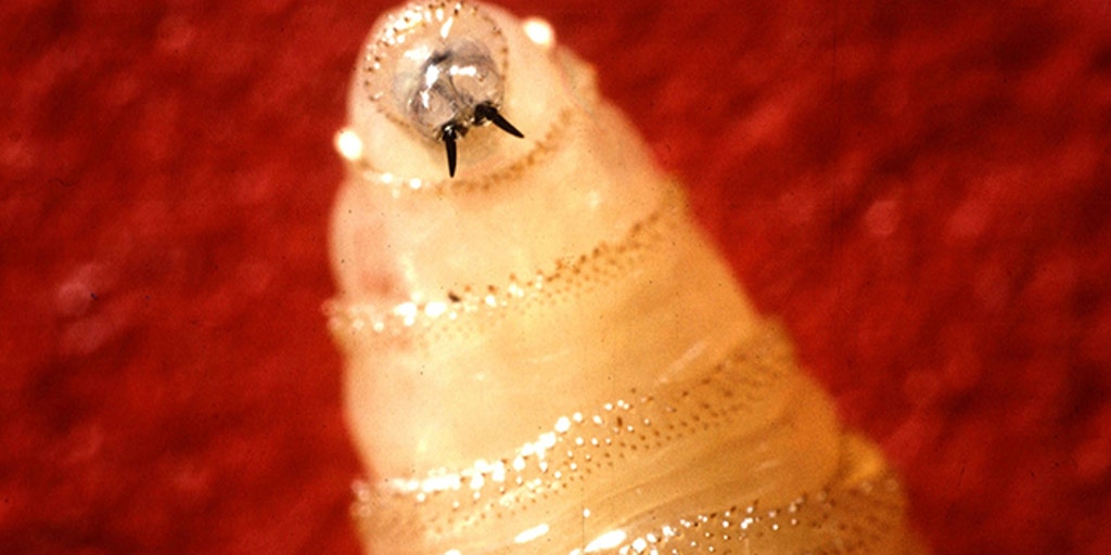Everything you need to know about a flesh-eating parasite spreading in the US