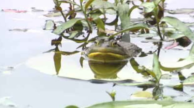 No plan in place to control invasive American bullfrogs in Stanley Park