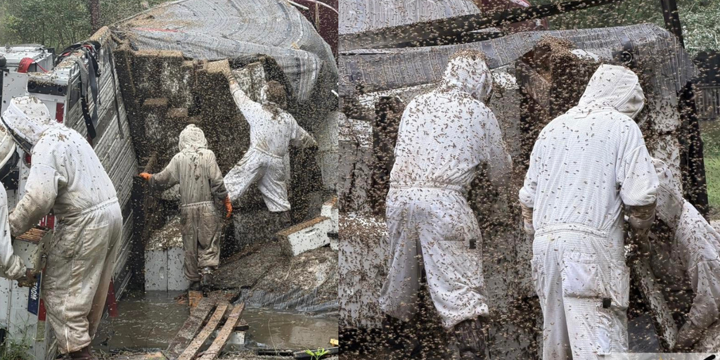 Frantic rescue: Beekeepers rescue millions of bees after truck overturns