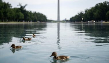 Dead Ducks Found in Reflecting Pool Prompt Investigation, Report Says