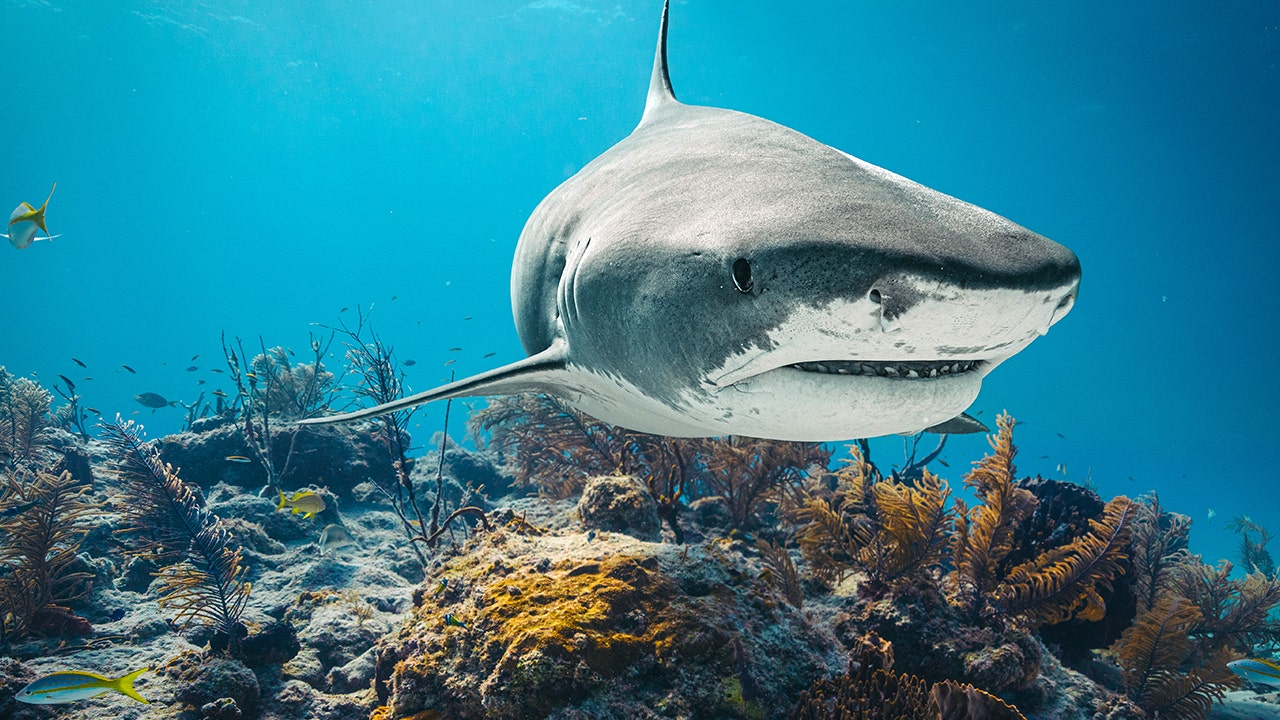 Shark attack in Bahamas leaves 12-year-old American boy in stable condition
