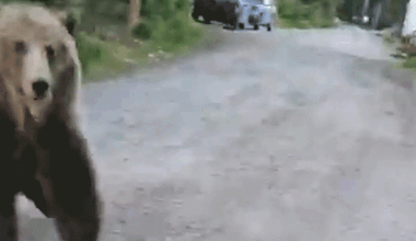 GIF of bearing rearing up.