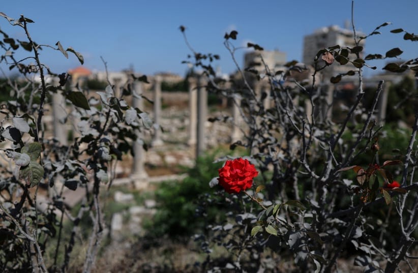 A flower at the Al‑Bass Roman ruins, a UNESCO World Heritage site hit by an Israeli airstrike in Tyre, southern Lebanon June 25, 2026. 