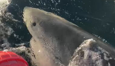 Contender, the largest male great white shark ever recorded in the Atlantic, is on the move again