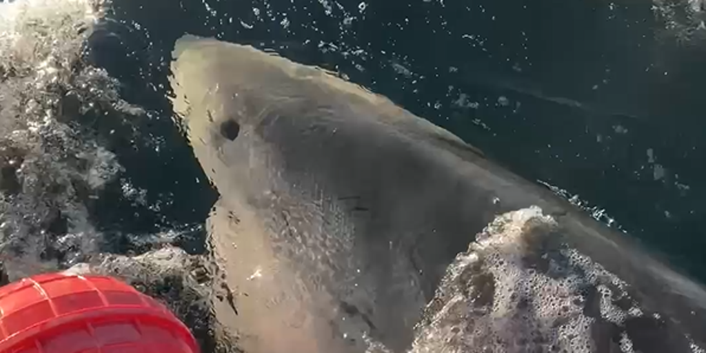 Contender, the largest male great white shark ever recorded in the Atlantic, is on the move again