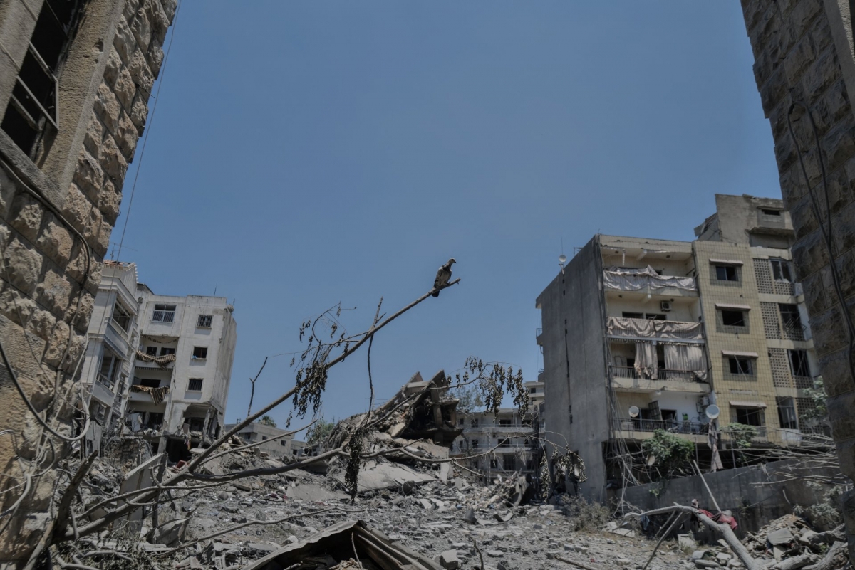A pigeon is perched on a branch near apartment buildings damaged by Israeli strikes, amid a deal between the United States and Iran, in Nabatieh, Lebanon, June 17, 2026. (Photo: REUTERS/Zohra Bensemra)
