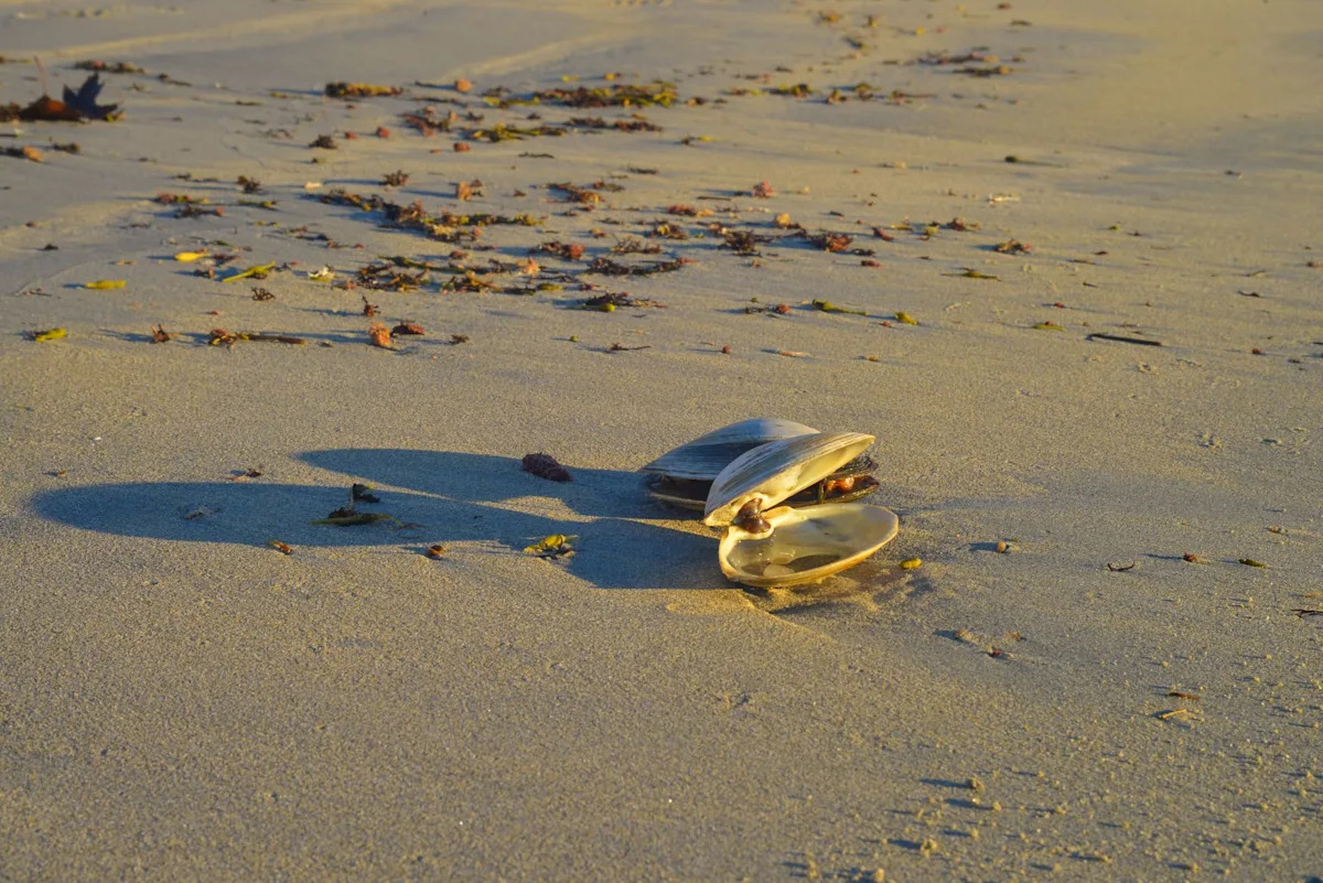 This 500-year-old clam outlived empires — then scientists accidentally killed it to see how old it was