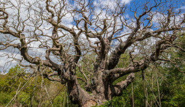The Major Oak, Ancient Tree of Robin Hood Legend, Has Died