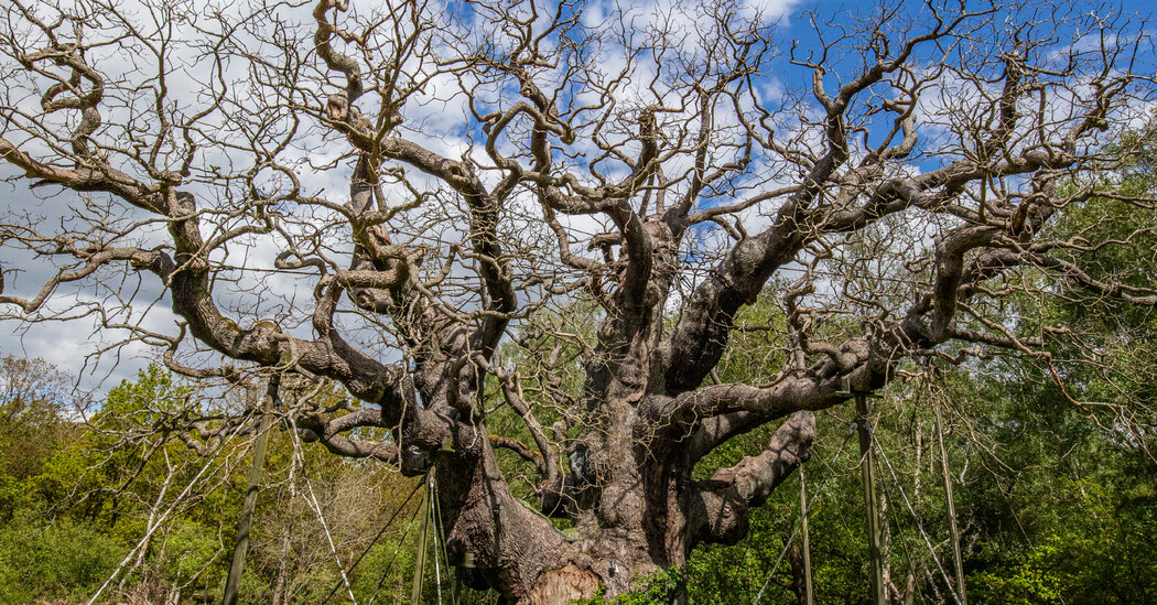 The Major Oak, Ancient Tree of Robin Hood Legend, Has Died