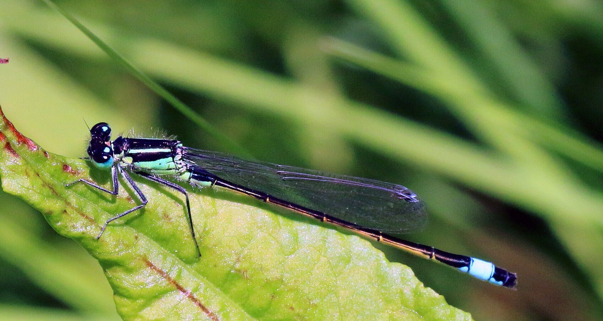 Israeli study on how damselflies get their vivid colors could help replace toxic dyes