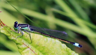 Israeli study on how damselflies get their vivid colors could help replace toxic dyes