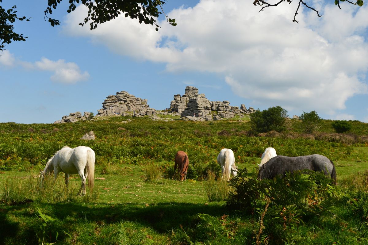 Ponies grazing on Dartmoor