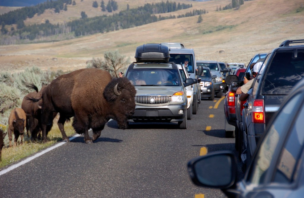 A bison in Lamar Valley, Yellowstone National Park, blocking traffic as tourists take photos.