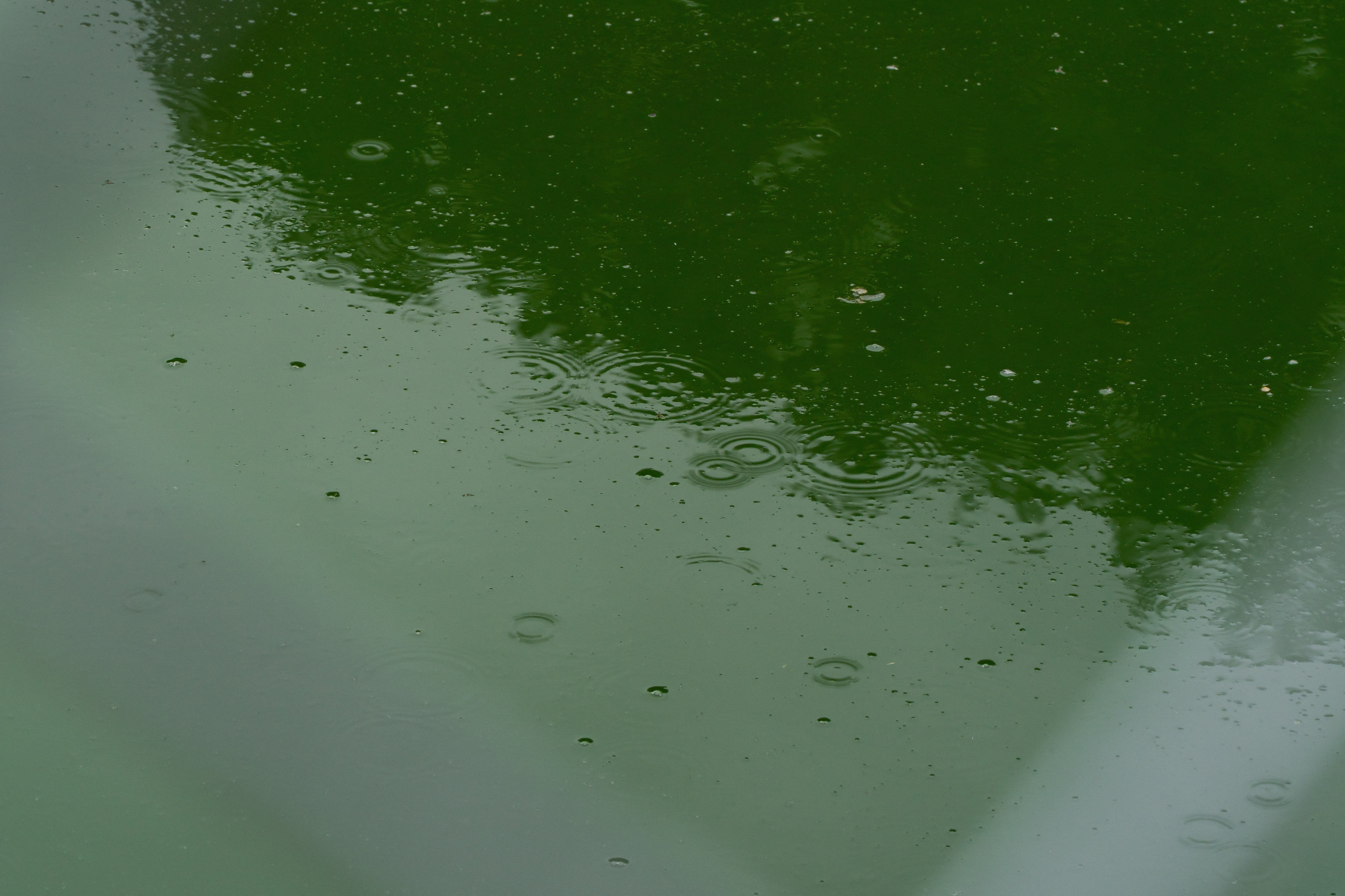 The murky waters of the Reflecting Pool, as seen on Sunday