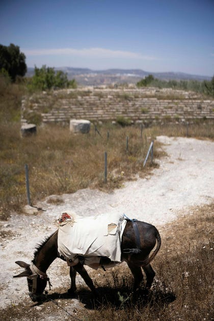 A donkey in Sebastia. "This bill represents a political and diplomatic threat, opening the door to land appropriation and non-professional political appointments.". Credit: Itai Ron A donkey in Sebastia. "This bill represents a political and diplomatic threat, opening the door to land appropriation and non-professional political appointments."
