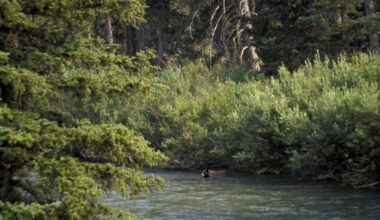 Grisly affair: SoCal man survives grizzly bear attack in Glacier National Park