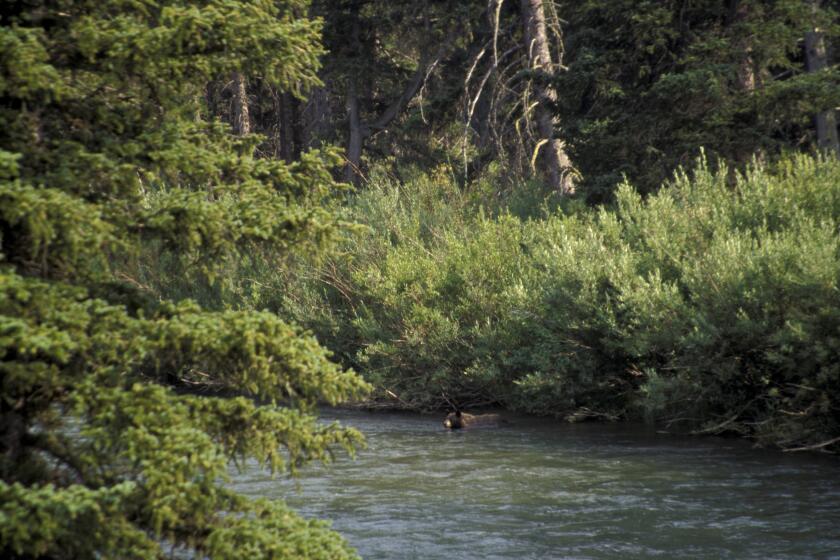 Grisly affair: SoCal man survives grizzly bear attack in Glacier National Park