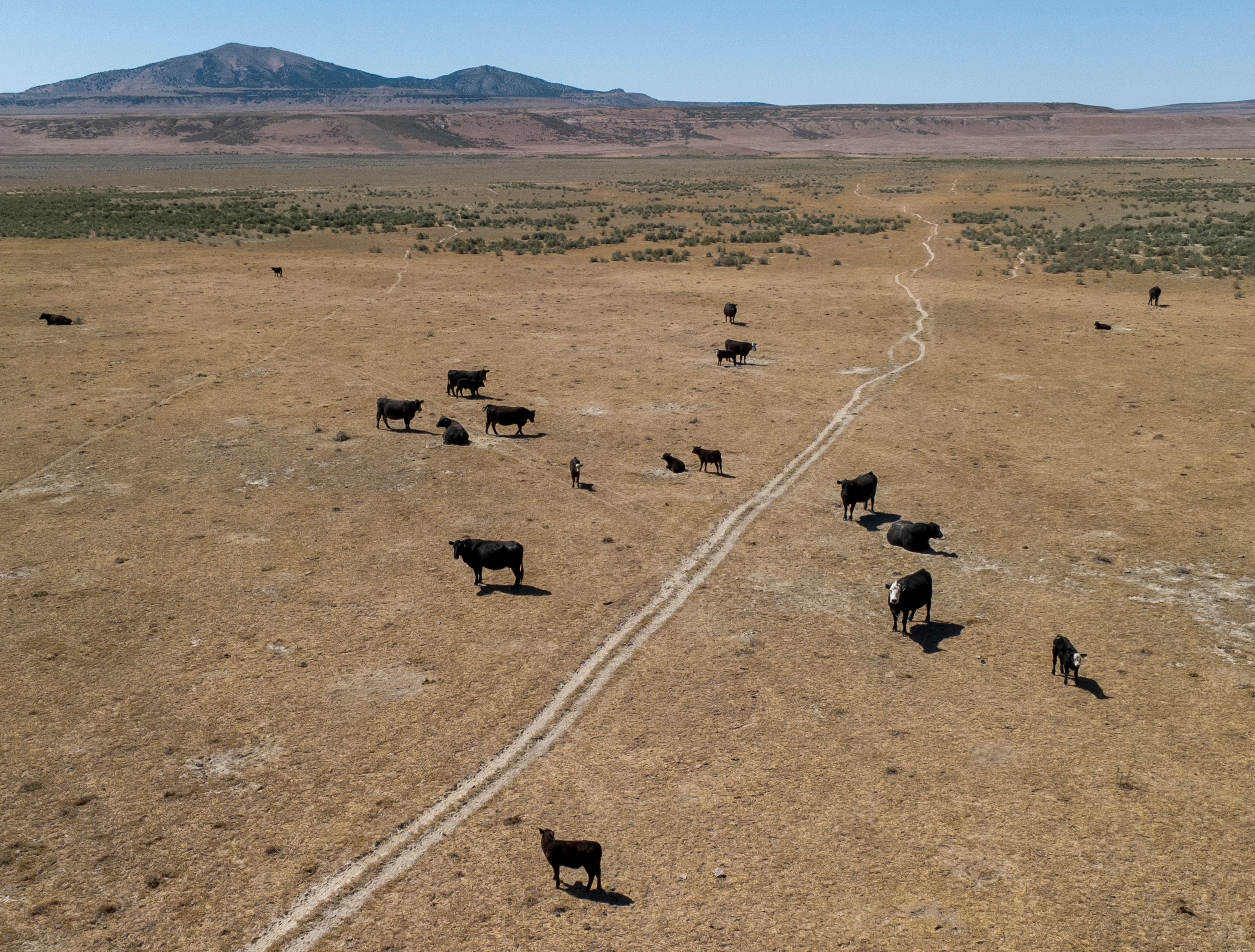 Cows graze in the area where the Stratos Project, a proposed data center will be built in Box Elder County near Snowville, Utah. Supported by celebrity investor Kevin O'Leary, the data center proposal has met strong opposition from scientists, environmental groups, and citizens who fear it could have a potentially devastating impact on wildlife and the water level of the Great Salt Lake