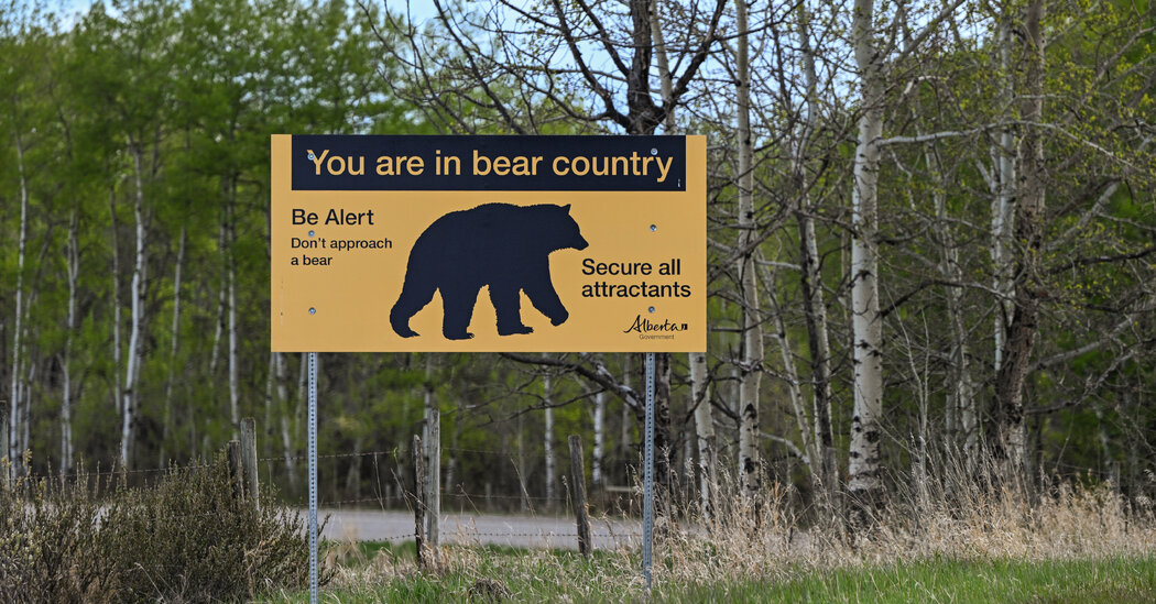 A Close Call With an Alberta Grizzly Bear, Recorded in Its Entirety