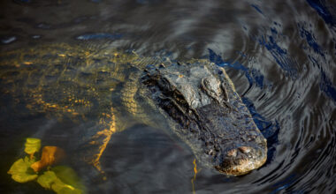 Woman Wading in Central Florida River Is Fatally Bitten by Alligator