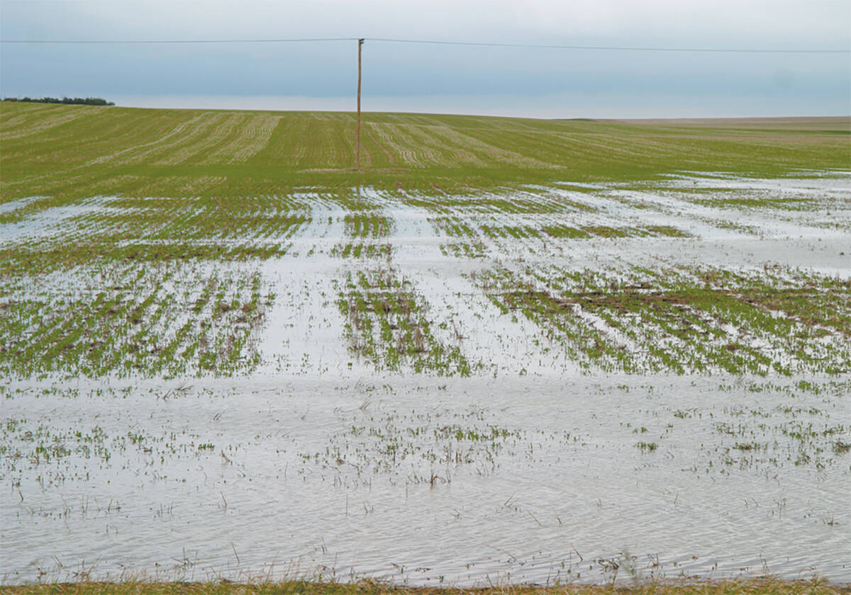 Thousands of Alberta acres unseeded due to recent storms, floods