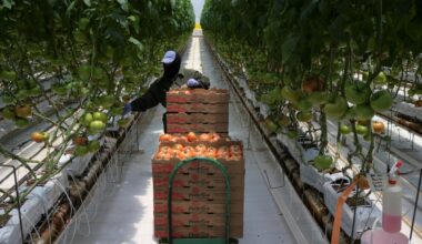 Tomato prices surge on trade war, poor growing conditions